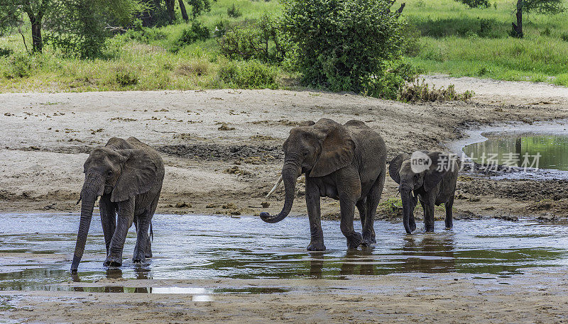 非洲丛林象(Loxodonta africana)，也被称为非洲草原象，坦桑尼亚的塔兰吉尔国家公园